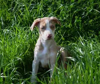 Perdiia, a female Catahoula Leopard Dog for sale in Livingston, TN – 2 of 8