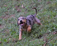 Blueberry, a female Catahoula Leopard Dog for sale in Livingston, TN – 6 of 8
