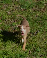 Perdiia, a female Catahoula Leopard Dog for sale in Livingston, TN – 3 of 8