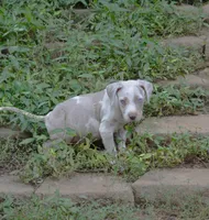 Killer, a male Catahoula Leopard Dog for sale in Livingston, TN – 6 of 7