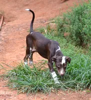 Jolt, a male Catahoula Leopard Dog for sale in Livingston, TN – 2 of 9