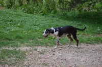 Beth, a female Catahoula Leopard Dog for sale in Livingston, TN – 3 of 10