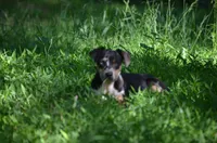 Peanut, a male Catahoula Leopard Dog for sale in Livingston, TN – 3 of 9