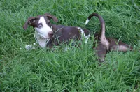 Shockwave, a male Catahoula Leopard Dog for sale in Livingston, TN – 5 of 7