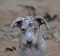 Bruiser, a male Catahoula Leopard Dog for sale in Livingston, TN – 7 of 9