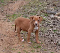 Dixie, a female Catahoula Leopard Dog for sale in Livingston, TN – Photo 7 of 8