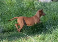 Dixie, a female Catahoula Leopard Dog for sale in Livingston, TN – Photo 4 of 8