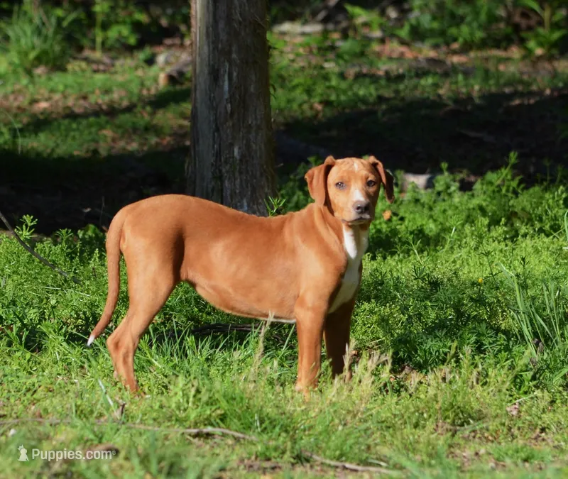 Dixie – Catahoula Leopard Dog puppy for sale in Livingston, TN