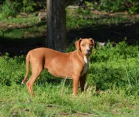 Dixie, a female Catahoula Leopard Dog for sale in Livingston, TN – Photo 1 of 8