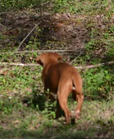 Dixie, a female Catahoula Leopard Dog for sale in Livingston, TN – Photo 3 of 8