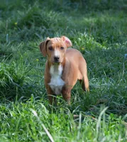 Dixie, a female Catahoula Leopard Dog for sale in Livingston, TN – Photo 8 of 8