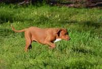 Dixie, a female Catahoula Leopard Dog for sale in Livingston, TN – Photo 6 of 8