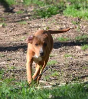 Dixie, a female Catahoula Leopard Dog for sale in Livingston, TN – Photo 5 of 8