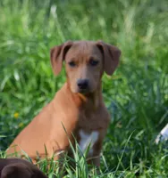 Dixie, a female Catahoula Leopard Dog for sale in Livingston, TN – Photo 2 of 8