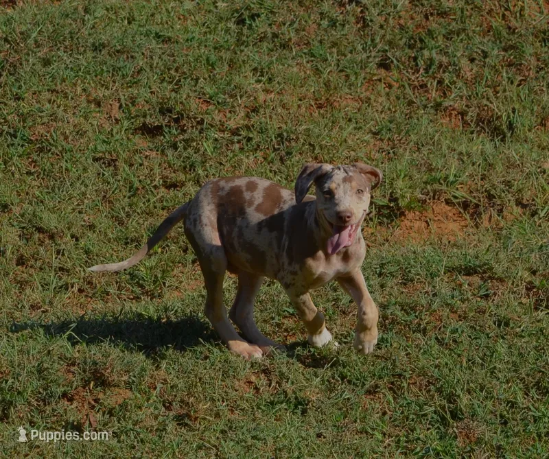 Bruiser – Catahoula Leopard Dog puppy for sale in Livingston, TN