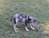 ChaCha, a female Catahoula Leopard Dog for sale in Livingston, TN – 3 of 6