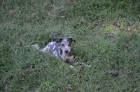 ChaCha, a female Catahoula Leopard Dog for sale in Livingston, TN – 5 of 6