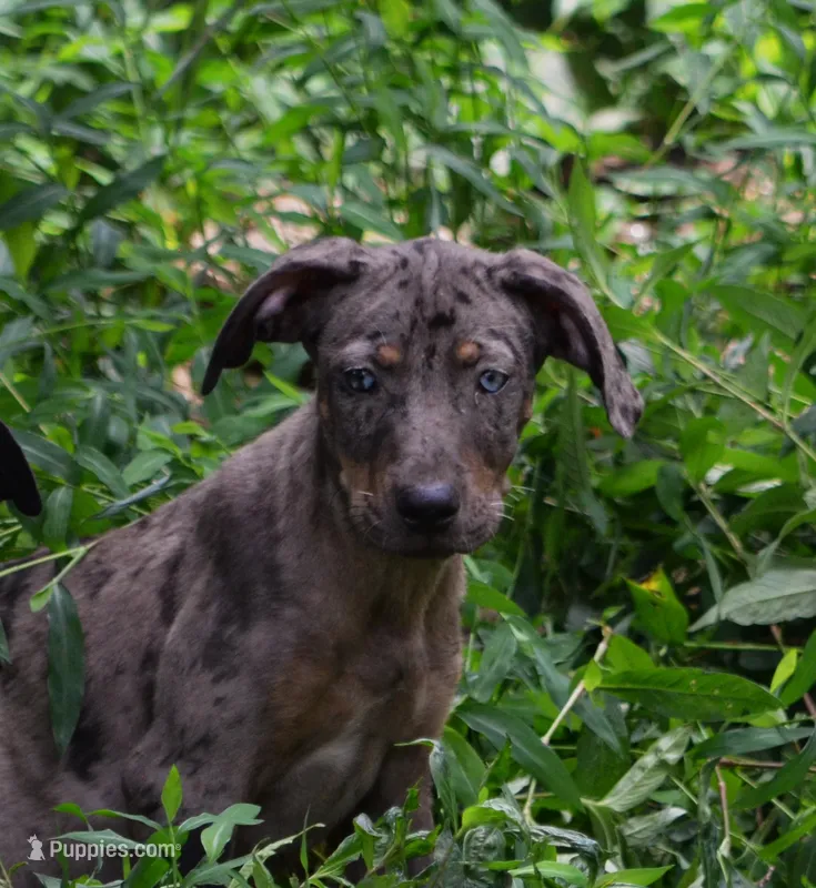 Cobalt – Catahoula Leopard Dog puppy for sale in Livingston, TN