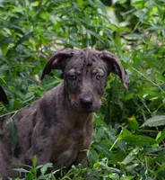 Cobalt, a male Catahoula Leopard Dog for sale in Livingston, TN – 1 of 10