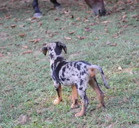Eclipse, a female Catahoula Leopard Dog for sale in Livingston, TN – 3 of 9