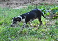 Beth, a female Catahoula Leopard Dog for sale in Livingston, TN – 5 of 7