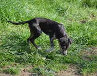 Peanut, a male Catahoula Leopard Dog for sale in Livingston, TN – 8 of 9