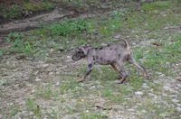 Cobalt, a male Catahoula Leopard Dog for sale in Livingston, TN – 2 of 10