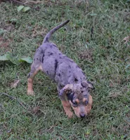 Blueberry, a female Catahoula Leopard Dog for sale in Livingston, TN – 2 of 8