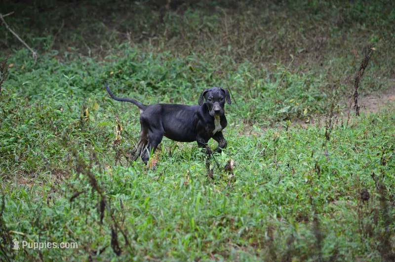 Vader – Catahoula Leopard Dog puppy for sale in Livingston, TN