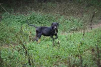 Vader, a male Catahoula Leopard Dog for sale in Livingston, TN – 1 of 5
