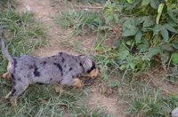 Blueberry, a female Catahoula Leopard Dog for sale in Livingston, TN – 8 of 8