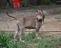 Boss Man, a male Catahoula Leopard Dog for sale in Livingston, TN – 2 of 8
