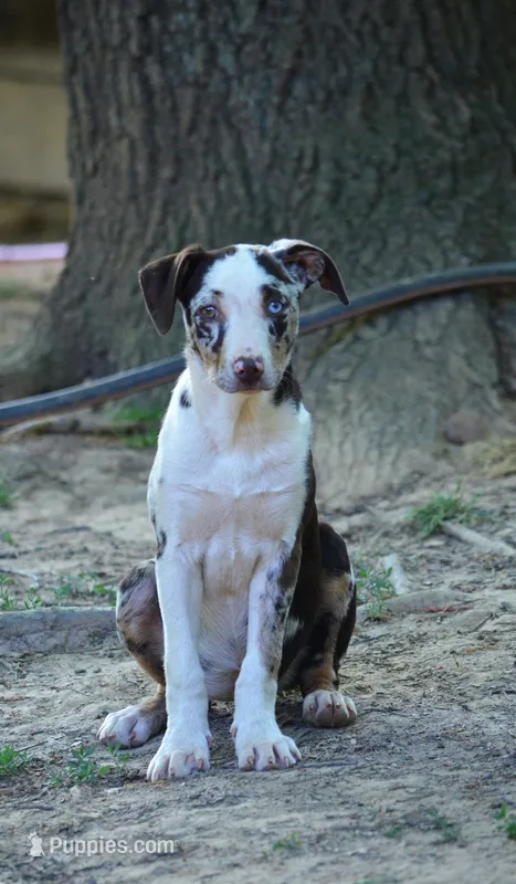 Storm – Catahoula Leopard Dog puppy for sale in Livingston, TN