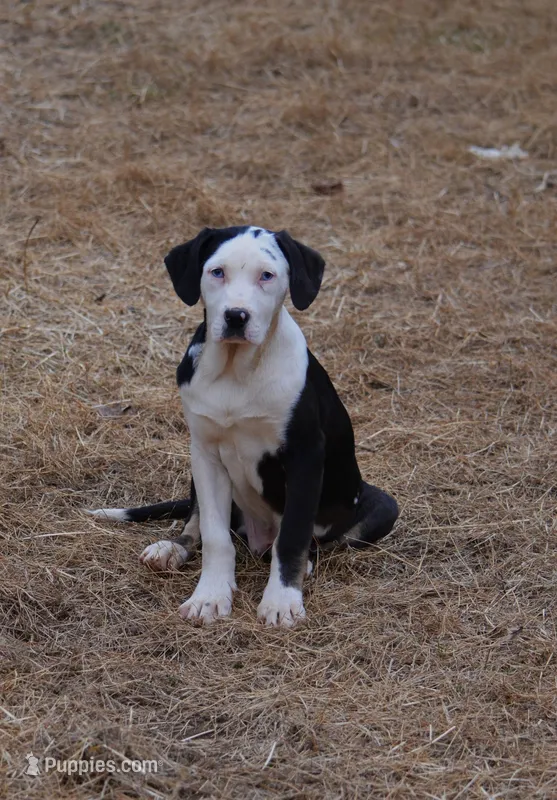 SAM – Catahoula Leopard Dog puppy for sale in Livingston, TN