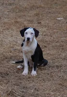SAM, a male Catahoula Leopard Dog for sale in Livingston, TN – Photo 1 of 7