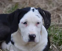 SAM, a male Catahoula Leopard Dog for sale in Livingston, TN – Photo 2 of 7