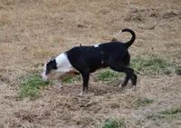 SAM, a male Catahoula Leopard Dog for sale in Livingston, TN – Photo 3 of 7