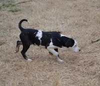SAM, a male Catahoula Leopard Dog for sale in Livingston, TN – Photo 4 of 7