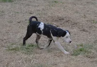 SAM, a male Catahoula Leopard Dog for sale in Livingston, TN – Photo 6 of 7