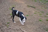 SAM, a male Catahoula Leopard Dog for sale in Livingston, TN – Photo 7 of 7