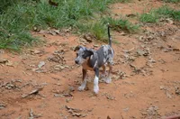 ChaCha, a female Catahoula Leopard Dog for sale in Livingston, TN – 1 of 6