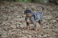 Eclipse, a female Catahoula Leopard Dog for sale in Livingston, TN – 7 of 9