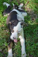 Cruella, a female Catahoula Leopard Dog for sale in Livingston, TN – 5 of 8