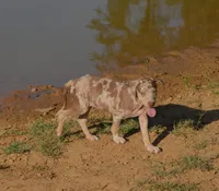 Bruiser, a male Catahoula Leopard Dog for sale in Livingston, TN – 4 of 9