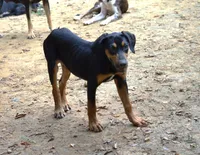 Thud, a male Catahoula Leopard Dog for sale in Livingston, TN – 8 of 8