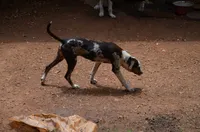 Storm, a female Catahoula Leopard Dog for sale in Livingston, TN – 7 of 10