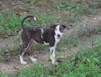 Shockwave, a male Catahoula Leopard Dog for sale in Livingston, TN – 6 of 7