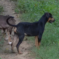 Thud, a male Catahoula Leopard Dog for sale in Livingston, TN – 2 of 8