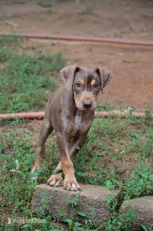 Boss Man – Catahoula Leopard Dog puppy for sale in Livingston, TN