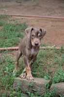 Boss Man, a male Catahoula Leopard Dog for sale in Livingston, TN – 1 of 8